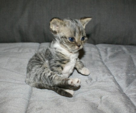 Homozygootti Pirre 4 viikkoa